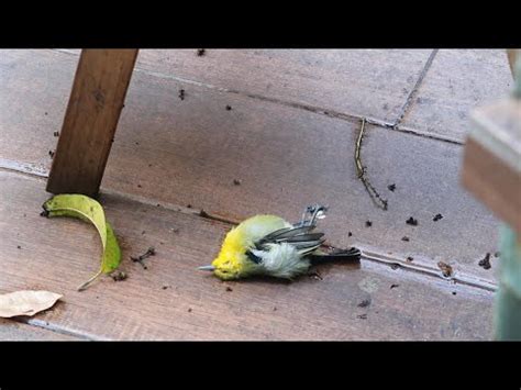 喜歡紅色 漫畫 鳥死了怎麼處理